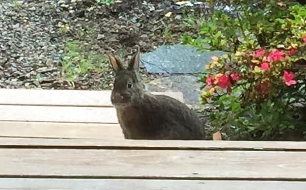 We love our furry office visitors!