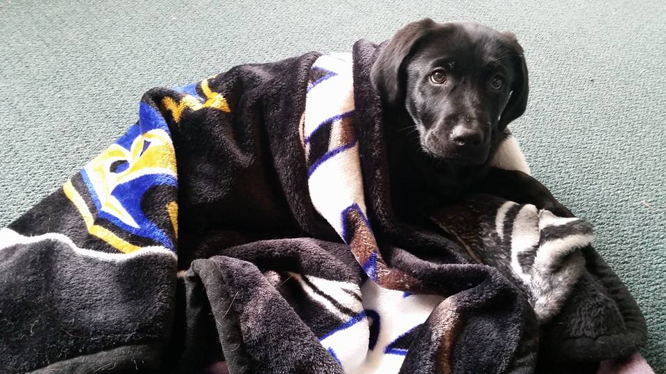New Capes resident, Beau, appears to be a Ravens fan...